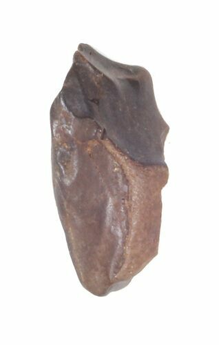 Partial Triceratops Shed Tooth - Montana #41298